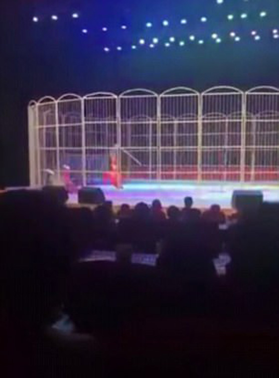 لحظات مرعبة.. نمر ينقض على مدربه في سيرك وسط صدمة الجمهور صورة رقم 3