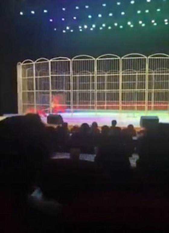 لحظات مرعبة.. نمر ينقض على مدربه في سيرك وسط صدمة الجمهور صورة رقم 5