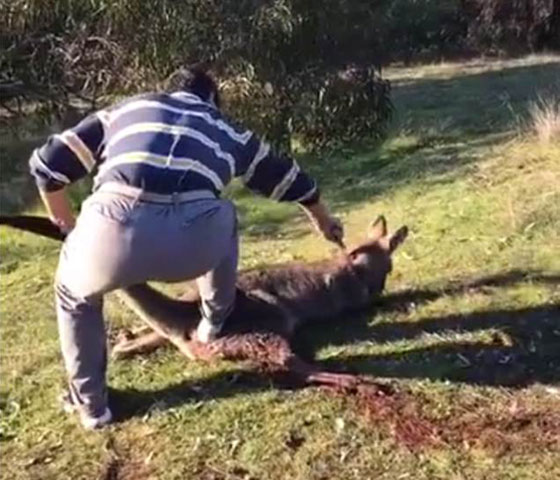 الشرطة الاسترالية تعتقل رجلا نشر فيديو في غاية القسوة وهو يذبح كنغرا صورة رقم 1
