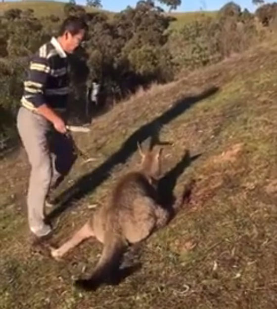 الشرطة الاسترالية تعتقل رجلا نشر فيديو في غاية القسوة وهو يذبح كنغرا صورة رقم 2