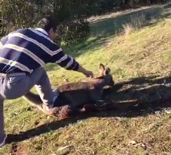 الشرطة الاسترالية تعتقل رجلا نشر فيديو في غاية القسوة وهو يذبح كنغرا صورة رقم 3