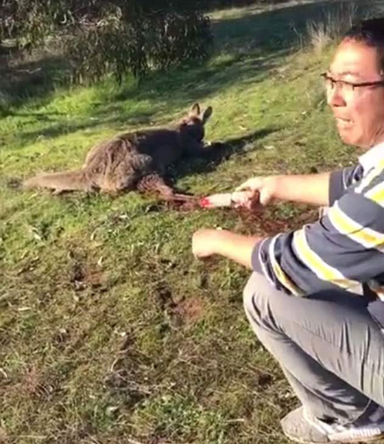 الشرطة الاسترالية تعتقل رجلا نشر فيديو في غاية القسوة وهو يذبح كنغرا صورة رقم 4