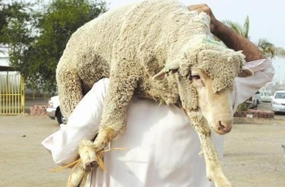  عيد الأضحى: الخروف تحوّل إلى دجاجة وغياب مظاهر الفرحة   صورة رقم 2