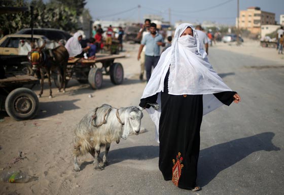  عيد الأضحى: الخروف تحوّل إلى دجاجة وغياب مظاهر الفرحة   صورة رقم 4