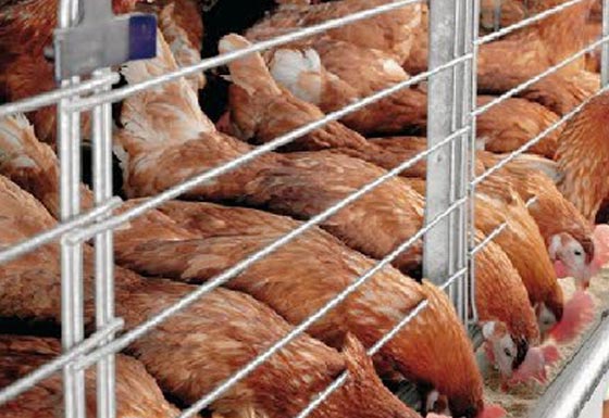  عيد الأضحى: الخروف تحوّل إلى دجاجة وغياب مظاهر الفرحة   صورة رقم 1