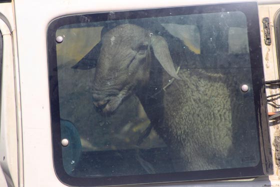 صور: هكذا احتفل المسلمون بمناسبة عيد الأضحى المبارك حول العالم صورة رقم 12