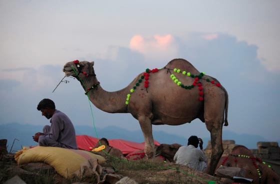 صور: هكذا احتفل المسلمون بمناسبة عيد الأضحى المبارك حول العالم صورة رقم 26
