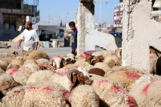 صور: هكذا احتفل المسلمون بمناسبة عيد الأضحى المبارك حول العالم صورة رقم 25