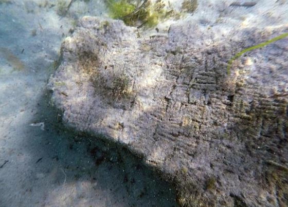 اكتشاف مدينة رومانية قديمة في تونس أغرقها تسونامي قبل 1600 عام! صورة رقم 7