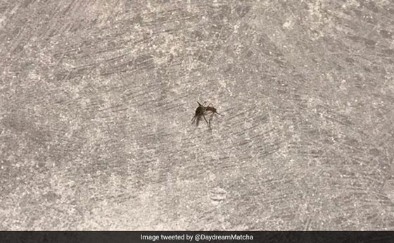 قام بتهديد ناموسة بالقتل، وفعلا قتلها.. فجمد تويتر حسابه للأبد! صورة رقم 1