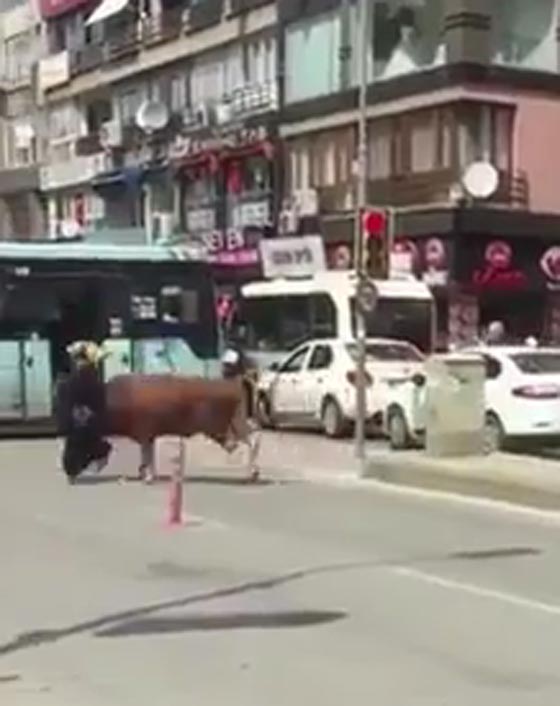 فيديو مثير.. ثور هائج ينطح امرأة في احد الشوارع بتركيا صورة رقم 1
