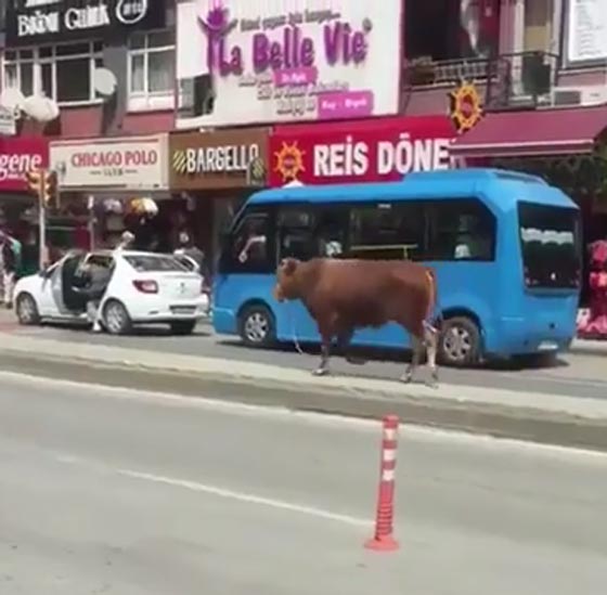 فيديو مثير.. ثور هائج ينطح امرأة في احد الشوارع بتركيا صورة رقم 2