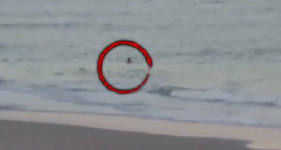 هرب من الشرطة وقفز الى المحيط ليجد نفسه امام قرش عملاق.. فيديو صورة رقم 2
