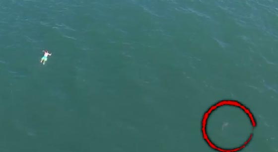 هرب من الشرطة وقفز الى المحيط ليجد نفسه امام قرش عملاق.. فيديو صورة رقم 3