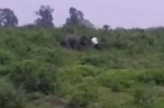 فيديو صادم.. رجل مخمور حاول التقاط سيلفي مع فيل فدهسه حتى الموت! صورة رقم 2