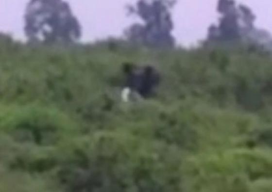 فيديو صادم.. رجل مخمور حاول التقاط سيلفي مع فيل فدهسه حتى الموت! صورة رقم 3