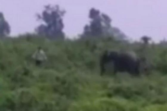 فيديو صادم.. رجل مخمور حاول التقاط سيلفي مع فيل فدهسه حتى الموت! صورة رقم 1