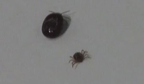 اليابان: فرار قرّادة خطرة من مؤتمر صحفي! صورة رقم 3