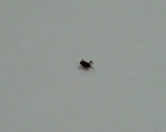 اليابان: فرار قرّادة خطرة من مؤتمر صحفي! صورة رقم 2