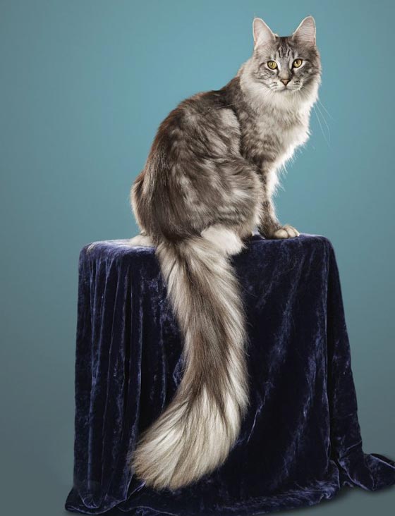 نجوم موسوعة غينيس: اغرب وأطرف ارقام قياسية لعام 2018  صورة رقم 7