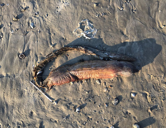 علماء يفكون لغز الحيوان الغامض الذي دفعه اعصار هارفي الى الشاطئ صورة رقم 4