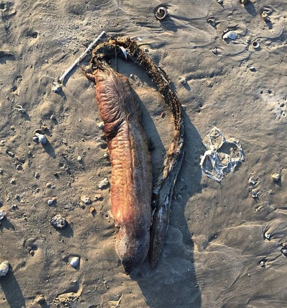 علماء يفكون لغز الحيوان الغامض الذي دفعه اعصار هارفي الى الشاطئ صورة رقم 2