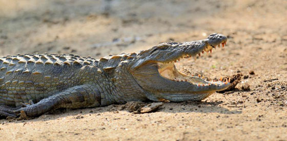 فيديو مؤلم.. تمساح يفترس محرر واحدة من اهم الصحف عندما كان يحاول غسل يديه صورة رقم 19