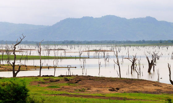 فيديو مؤلم.. تمساح يفترس محرر واحدة من اهم الصحف عندما كان يحاول غسل يديه صورة رقم 16
