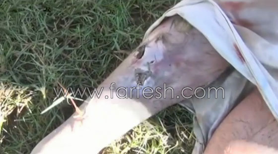 فيديو مؤلم.. تمساح يفترس محرر واحدة من اهم الصحف عندما كان يحاول غسل يديه صورة رقم 7