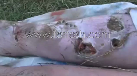 فيديو مؤلم.. تمساح يفترس محرر واحدة من اهم الصحف عندما كان يحاول غسل يديه صورة رقم 1