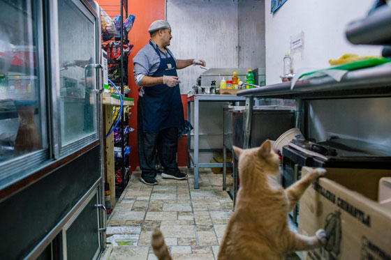 فضيحة في مصر: بائع ساندويتشات يظهر في التلفزيون على أنه محلل سياسي! صورة رقم 8