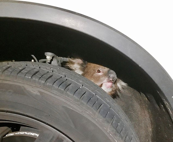 بالفيديو.. نجاة أنثى كوالا علقت في إطار سيارة لمسافة 16 كيلومترا صورة رقم 1