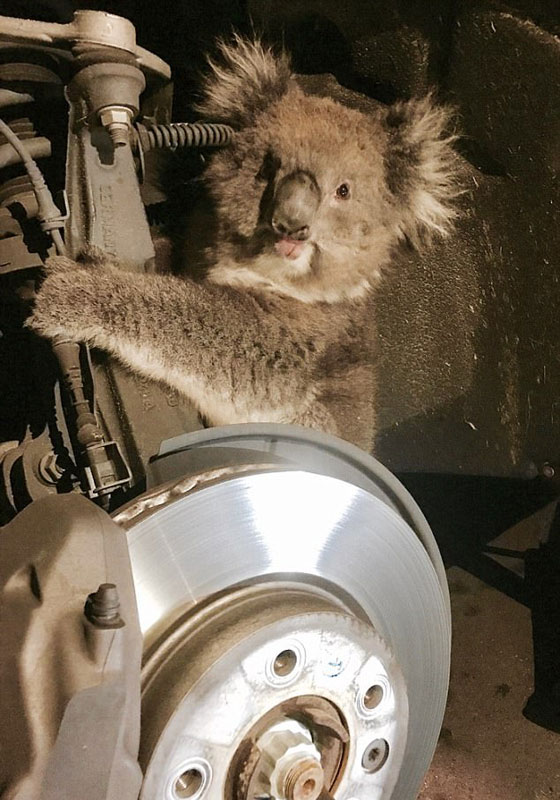 بالفيديو.. نجاة أنثى كوالا علقت في إطار سيارة لمسافة 16 كيلومترا صورة رقم 2