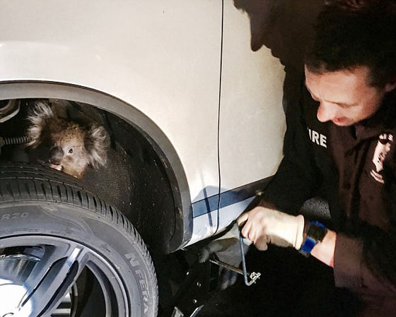 بالفيديو.. نجاة أنثى كوالا علقت في إطار سيارة لمسافة 16 كيلومترا صورة رقم 3