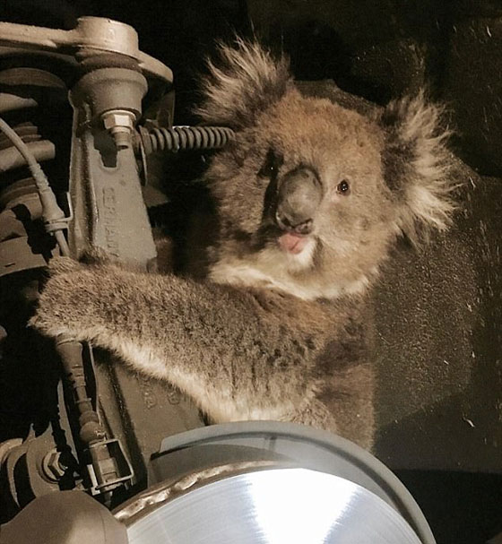 بالفيديو.. نجاة أنثى كوالا علقت في إطار سيارة لمسافة 16 كيلومترا صورة رقم 4