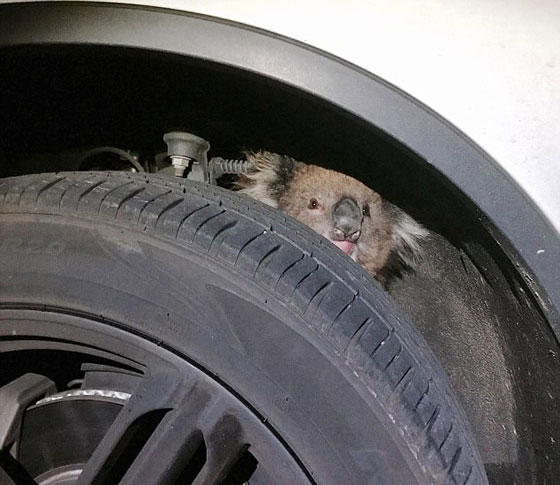 بالفيديو.. نجاة أنثى كوالا علقت في إطار سيارة لمسافة 16 كيلومترا صورة رقم 5