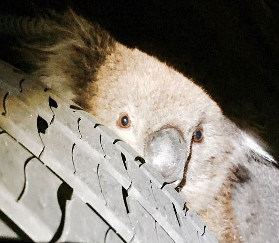 بالفيديو.. نجاة أنثى كوالا علقت في إطار سيارة لمسافة 16 كيلومترا صورة رقم 6