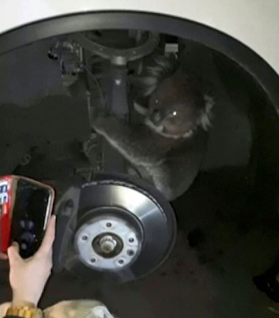 بالفيديو.. نجاة أنثى كوالا علقت في إطار سيارة لمسافة 16 كيلومترا صورة رقم 8