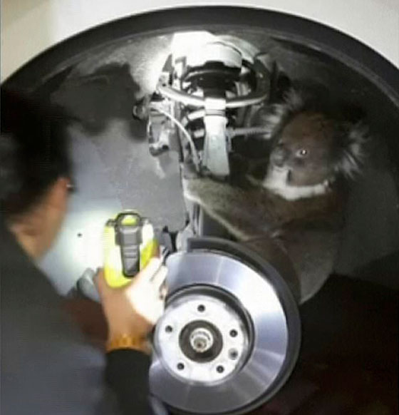 بالفيديو.. نجاة أنثى كوالا علقت في إطار سيارة لمسافة 16 كيلومترا صورة رقم 9