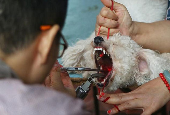 فيديو صادم.. عمليات وحشية تتم لمنع الكلاب من النباح! صورة رقم 2