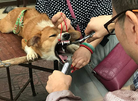 فيديو صادم.. عمليات وحشية تتم لمنع الكلاب من النباح! صورة رقم 5