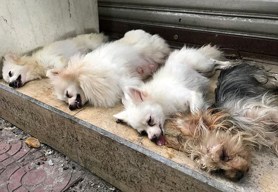 فيديو صادم.. عمليات وحشية تتم لمنع الكلاب من النباح! صورة رقم 6