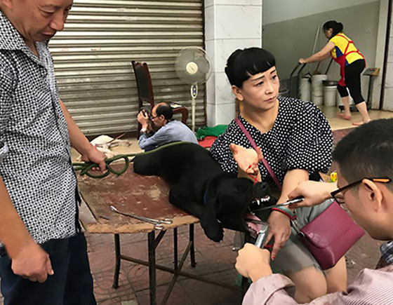 فيديو صادم.. عمليات وحشية تتم لمنع الكلاب من النباح! صورة رقم 9