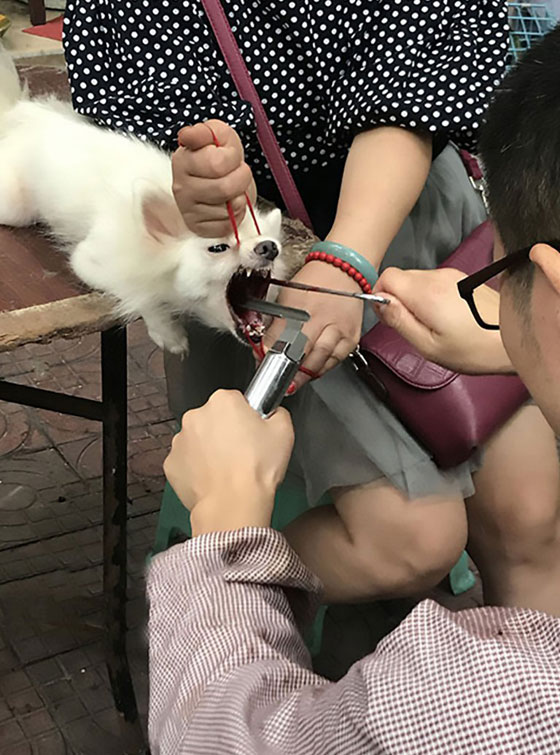 فيديو صادم.. عمليات وحشية تتم لمنع الكلاب من النباح! صورة رقم 10