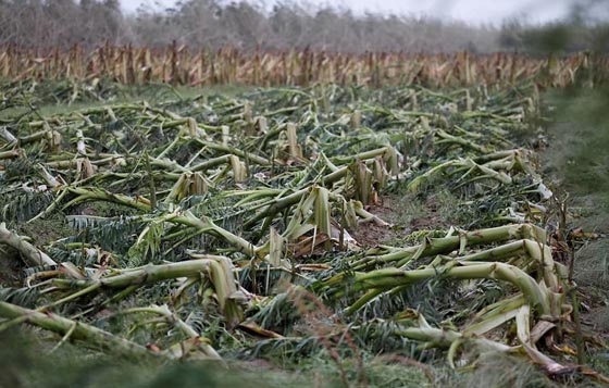 الإعصار ماريا يجتاح بورتوريكو والكاريبي فدمر المباني وقطع الكهرباء والجزيرة تستنجد! صورة رقم 17