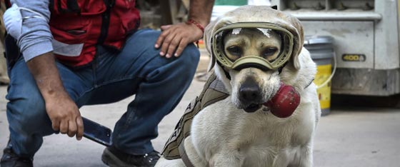 وضع صورة كلبة على العملة بسبب دورها البطولي في زلزال المكسيك صورة رقم 3