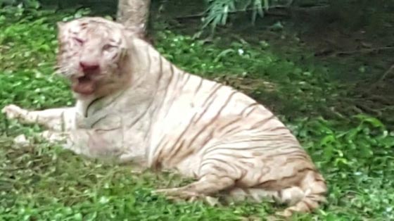 فيديو صادم.. نمور بنغالية تفترس بطريقة وحشية نمرا أبيضا نادرا! صورة رقم 1