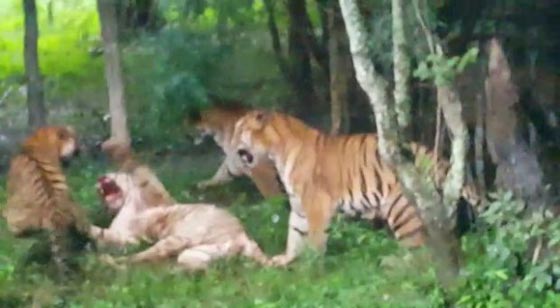 فيديو صادم.. نمور بنغالية تفترس بطريقة وحشية نمرا أبيضا نادرا! صورة رقم 2