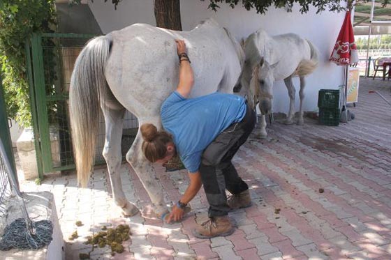 الحج على الطريقة القديمة.. بولندي يسافر إلى القدس ومكة المكرمة على حصانه صورة رقم 4