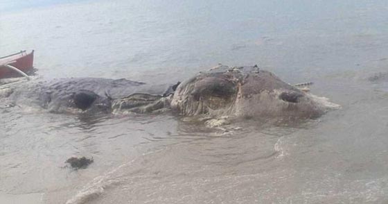 كائن عملاق بحري غريب وغامض يثير الرعب في جزيرة فلبينية! صورة رقم 4